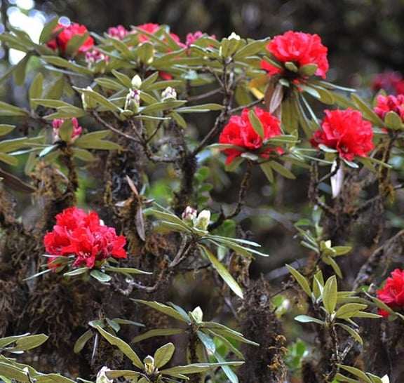 Mount Doi Inthanon National Park Sunrise and Hiking