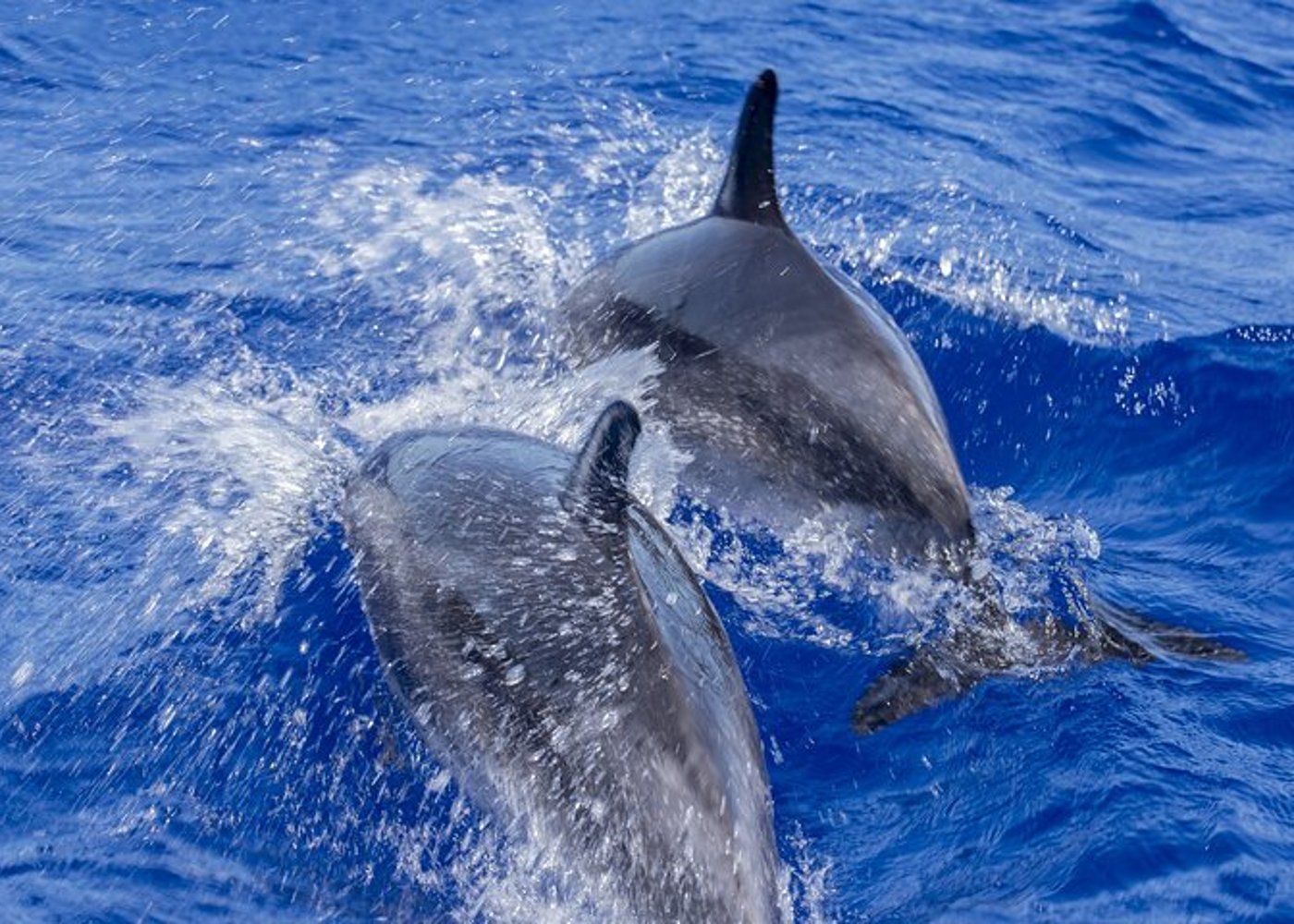 Dolphin Watching Experience in Trincomalee - 4
