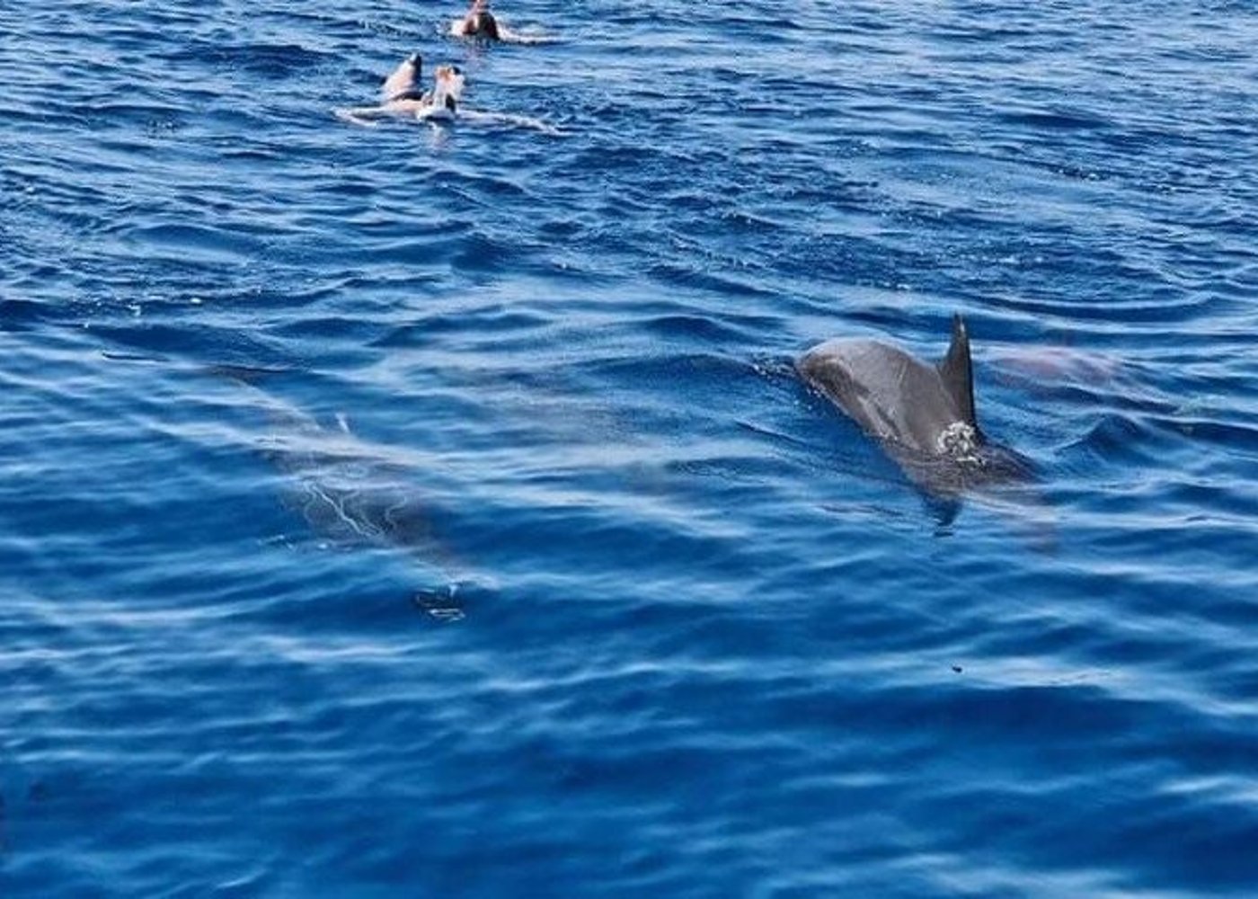 Premium VIP Dolphin House Przygoda ze snorkelingiem & Lunch - Hurghada - 20