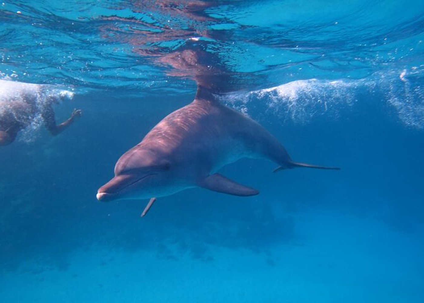 Premium VIP Dolphin House Przygoda ze snorkelingiem & Lunch - Hurghada - 29