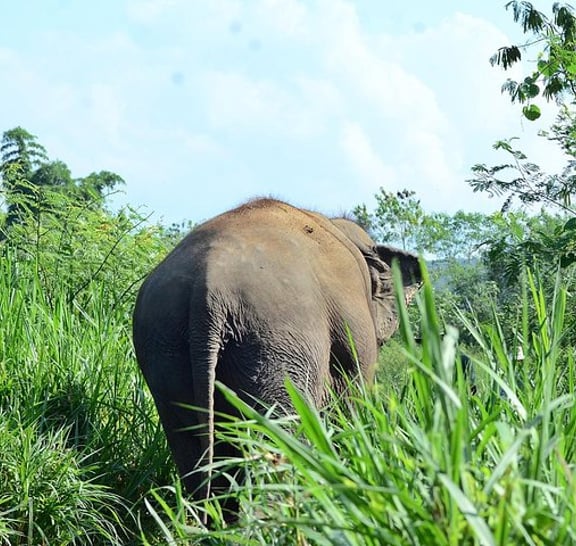 Experience Elephant Sanctuary + Sticky Waterfall