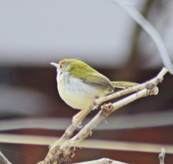 Birds Photograph Tour Doi Inthanon