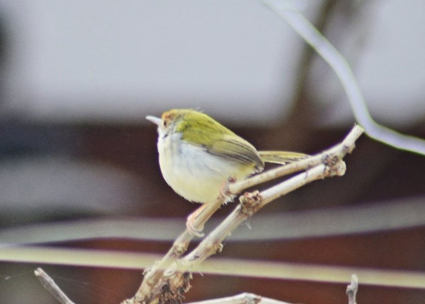 Vogelfotografie-Tour Doi Inthanon - 8