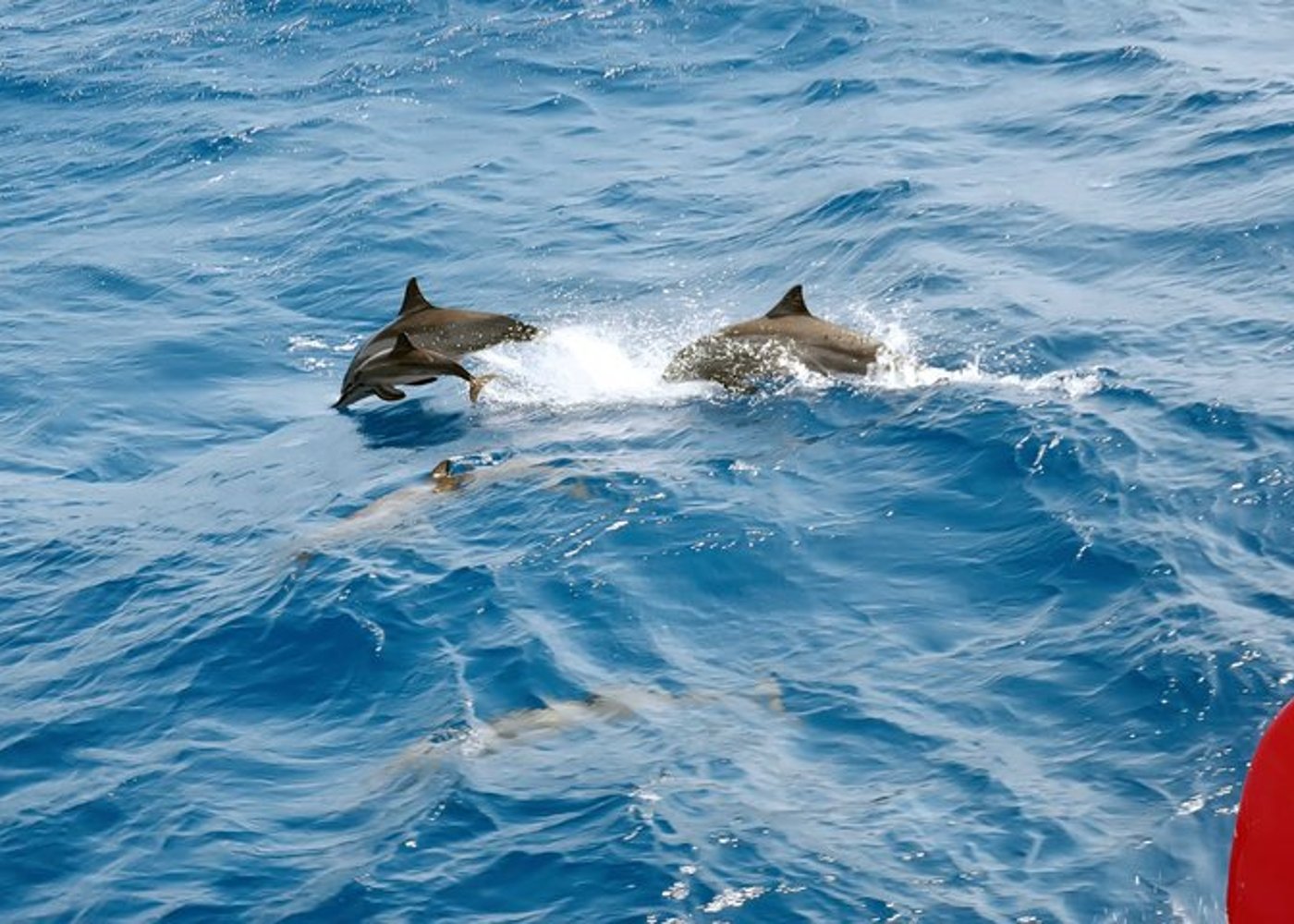 Premium VIP Dolphin House Przygoda ze snorkelingiem & Lunch - Hurghada - 12
