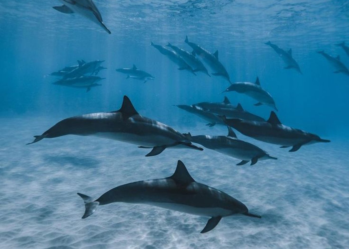 Premium VIP Dolphin House Przygoda ze snorkelingiem & Lunch - Hurghada - 4
