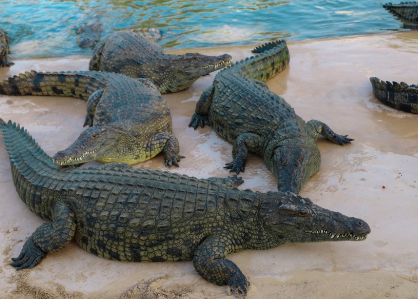Dubai Crocodile Park, Dubai Mall Shopping, Burj Khalifa 124/125th floor and Musical Fountain Show tour with Private Transfers - 5