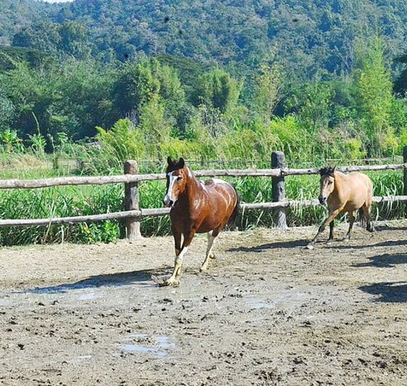 Horse Lesson+Riding+Wat Tonkwen wooden temple.Chiangmai