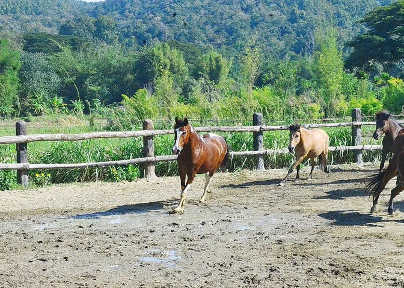 Pferdestunde+Reiten+Wat Tonkwen Holztempel.Chiangmai - 8