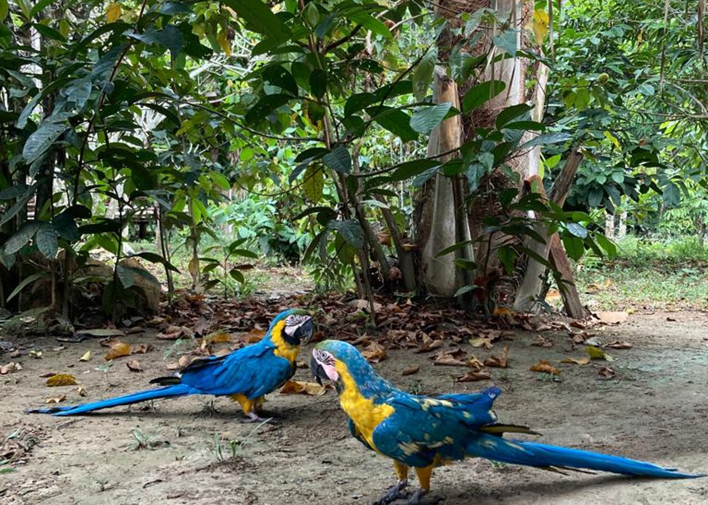 GOOD MORNING Amazon! Jungle Sleep Over Tour [2 days and 1 night tour]  - 6