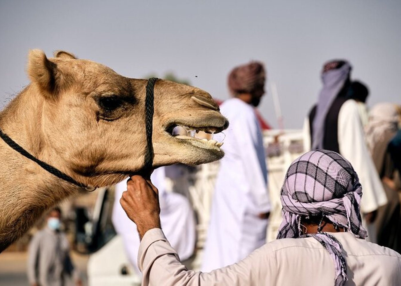 Full Day Al Ain City Tour with Lunch - 11