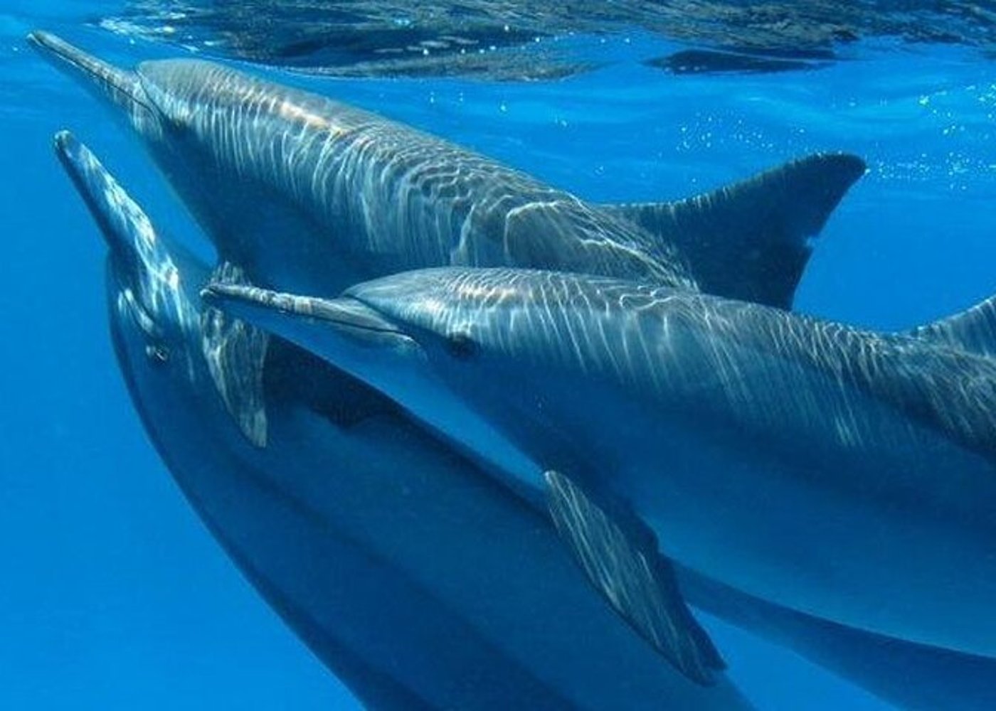 Premium VIP Dolphin House Przygoda ze snorkelingiem & Lunch - Hurghada - 31
