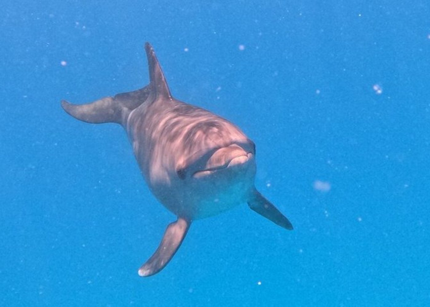 Premium VIP Dolphin House Przygoda ze snorkelingiem & Lunch - Hurghada - 37