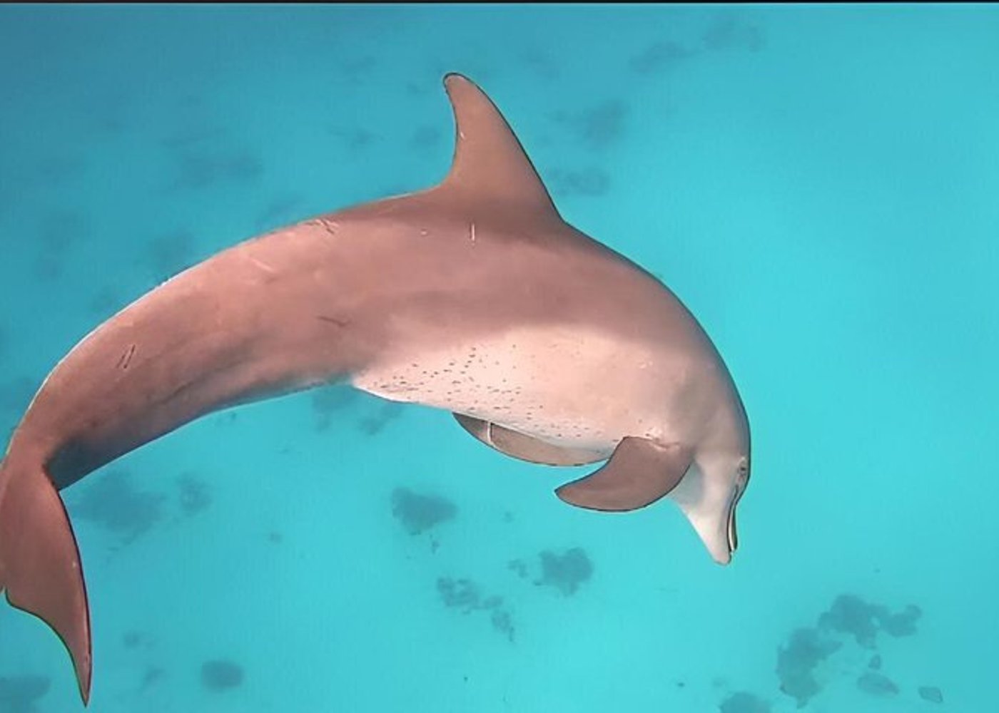 Premium VIP Dolphin House Przygoda ze snorkelingiem & Lunch - Hurghada - 15