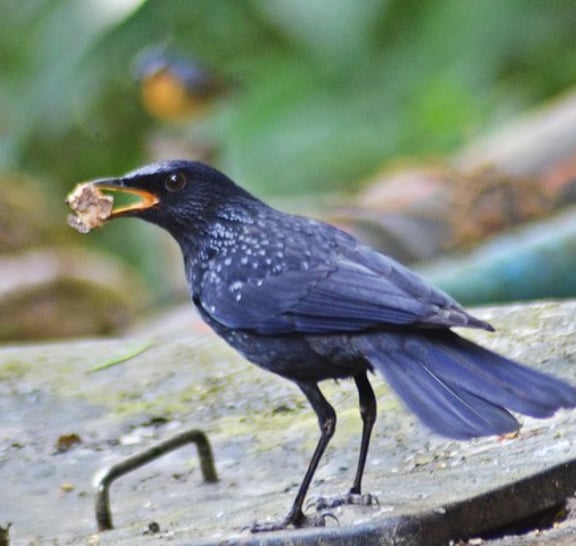 Bird Watching Doi Inthanon