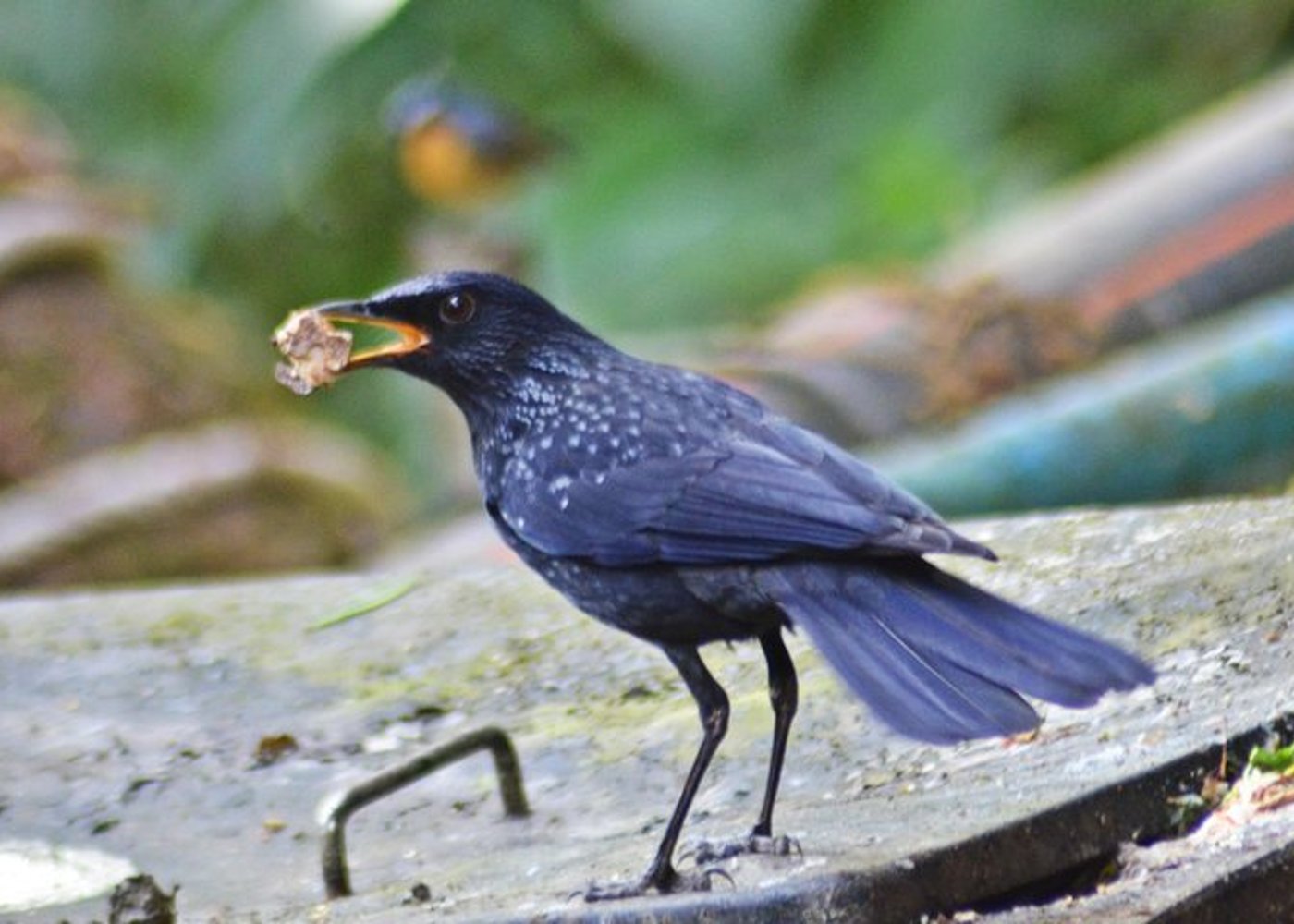 Vogelbeobachtung Doi Inthanon - 13