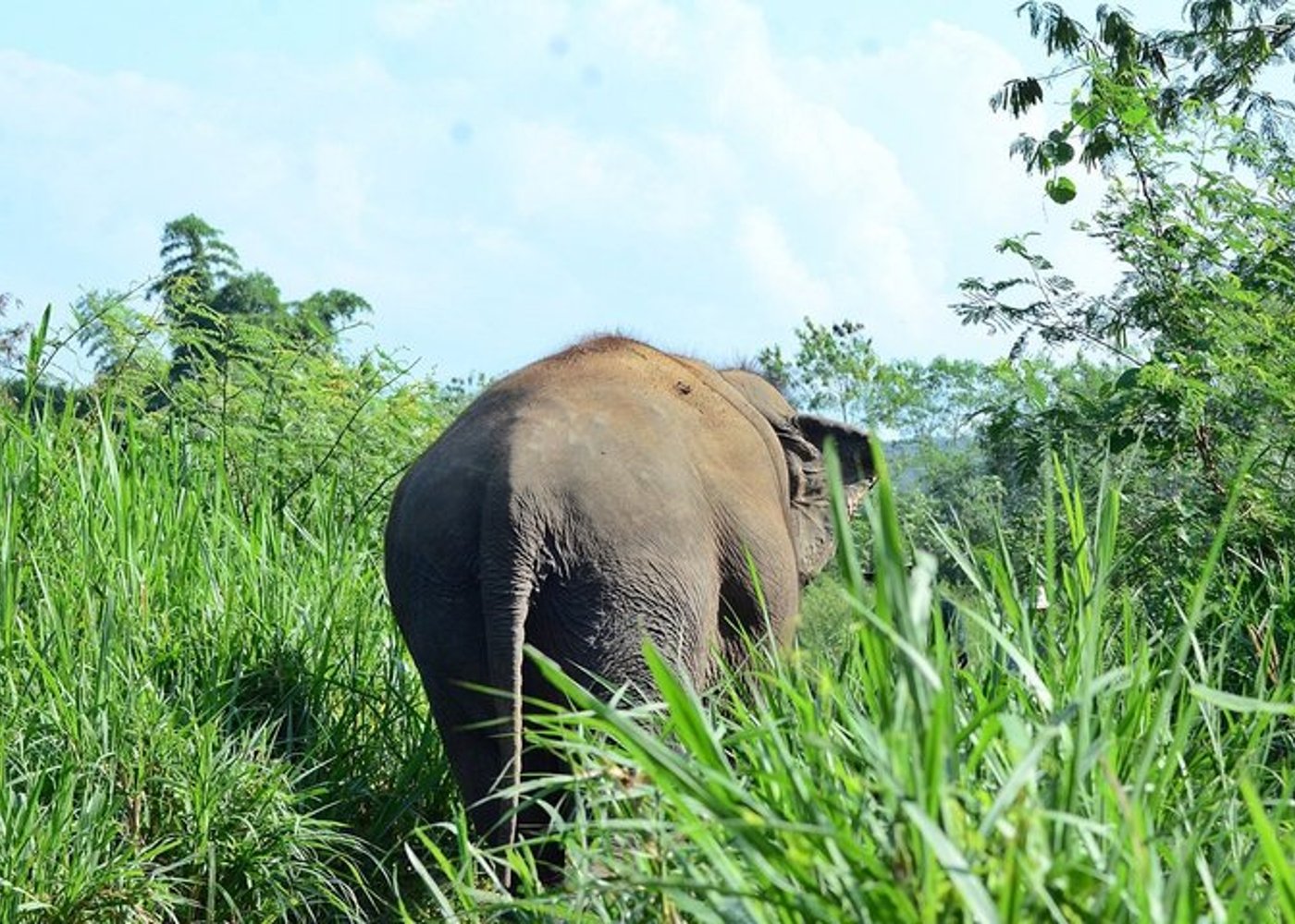Safari-Tour
Elefantenschutzgebiet
Klebriger Wasserfall
Bambusfloßfahrt - 6