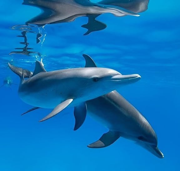 Premium VIP Dolphin House Przygoda ze snorkelingiem & Lunch - Hurghada