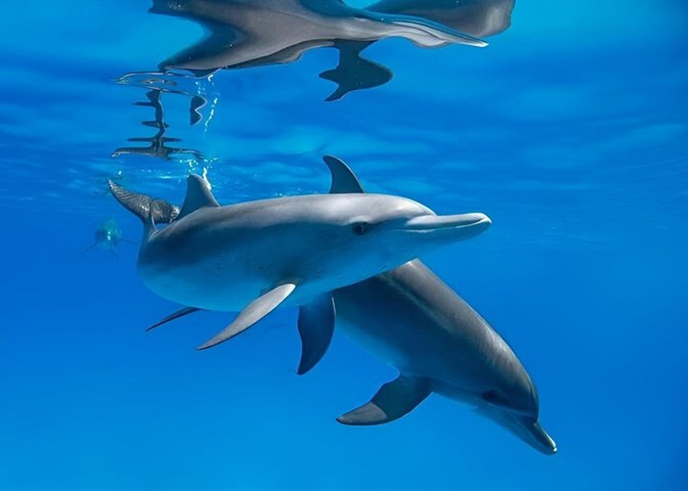 Premium VIP Dolphin House Przygoda ze snorkelingiem & Lunch - Hurghada - 48