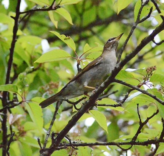 Mount Doi Inthanon Hiking & Bird Watching