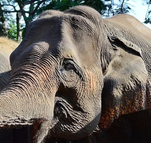 Experience Elephant Sanctuary + Sticky Waterfall