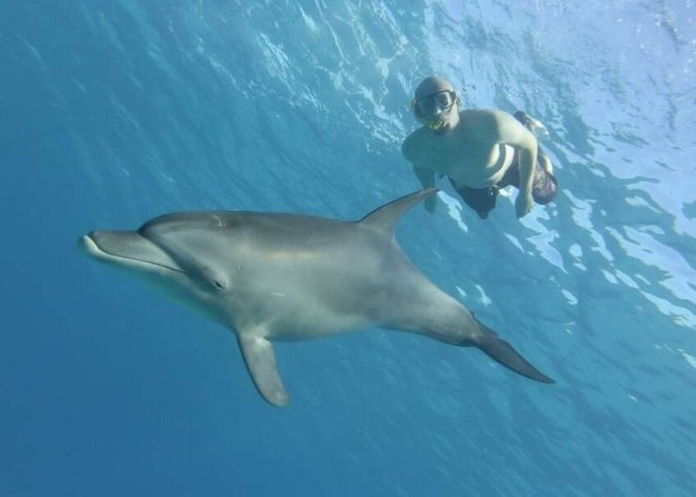 Premium VIP Dolphin House Przygoda ze snorkelingiem & Lunch - Hurghada - 17