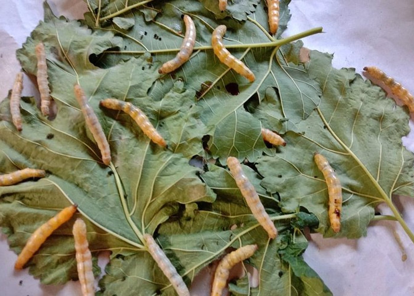 Abgeschlossenes Thai-Seidenkurs-Erlebnis - 9