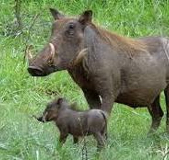 12 DAY GREAT UGANDA EXPEDITIONS