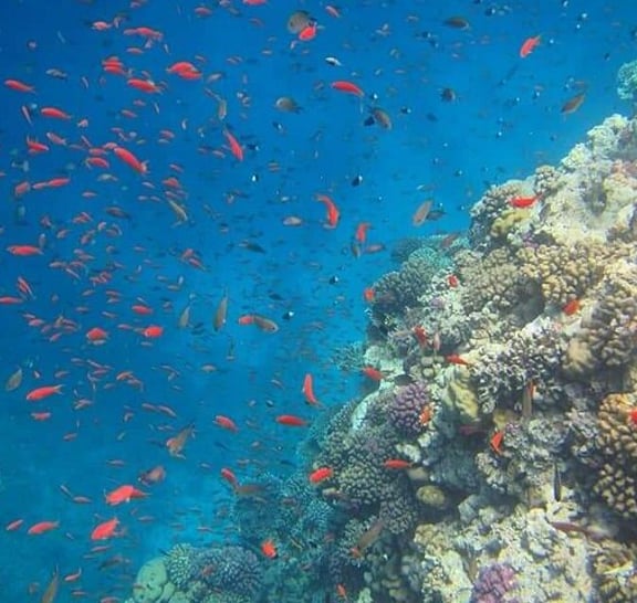 Snorkeling Trip to Utopia Island in Safaga from Luxor