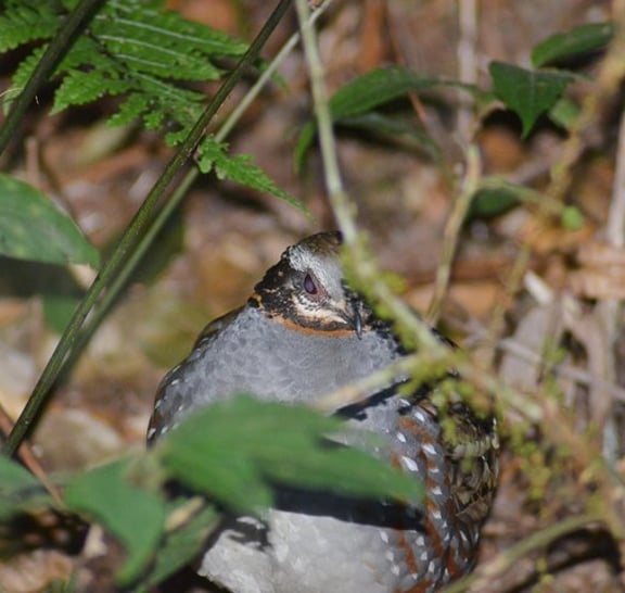 Bird Watching Doi Inthanon