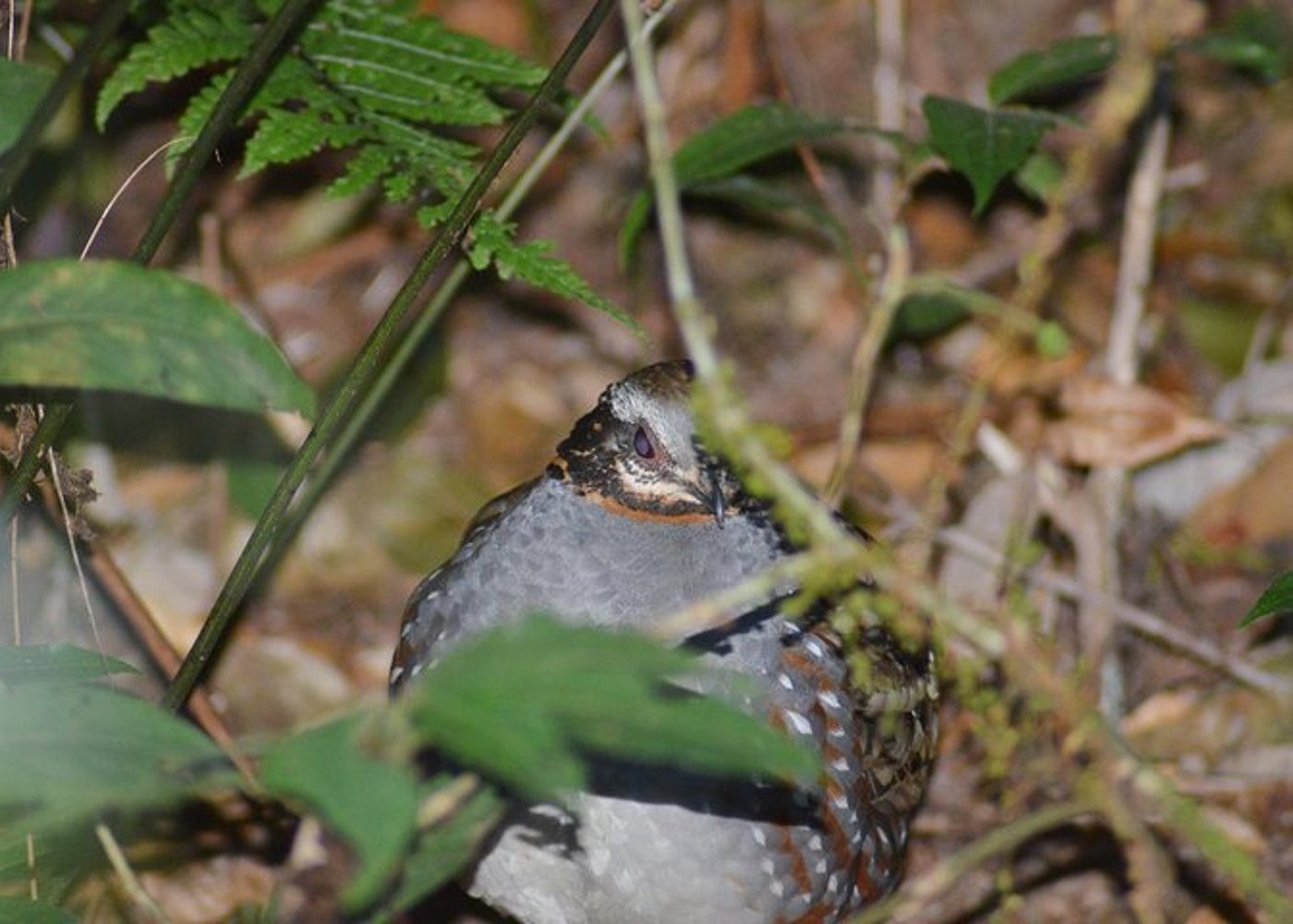 Vogelbeobachtung Doi Inthanon - 15