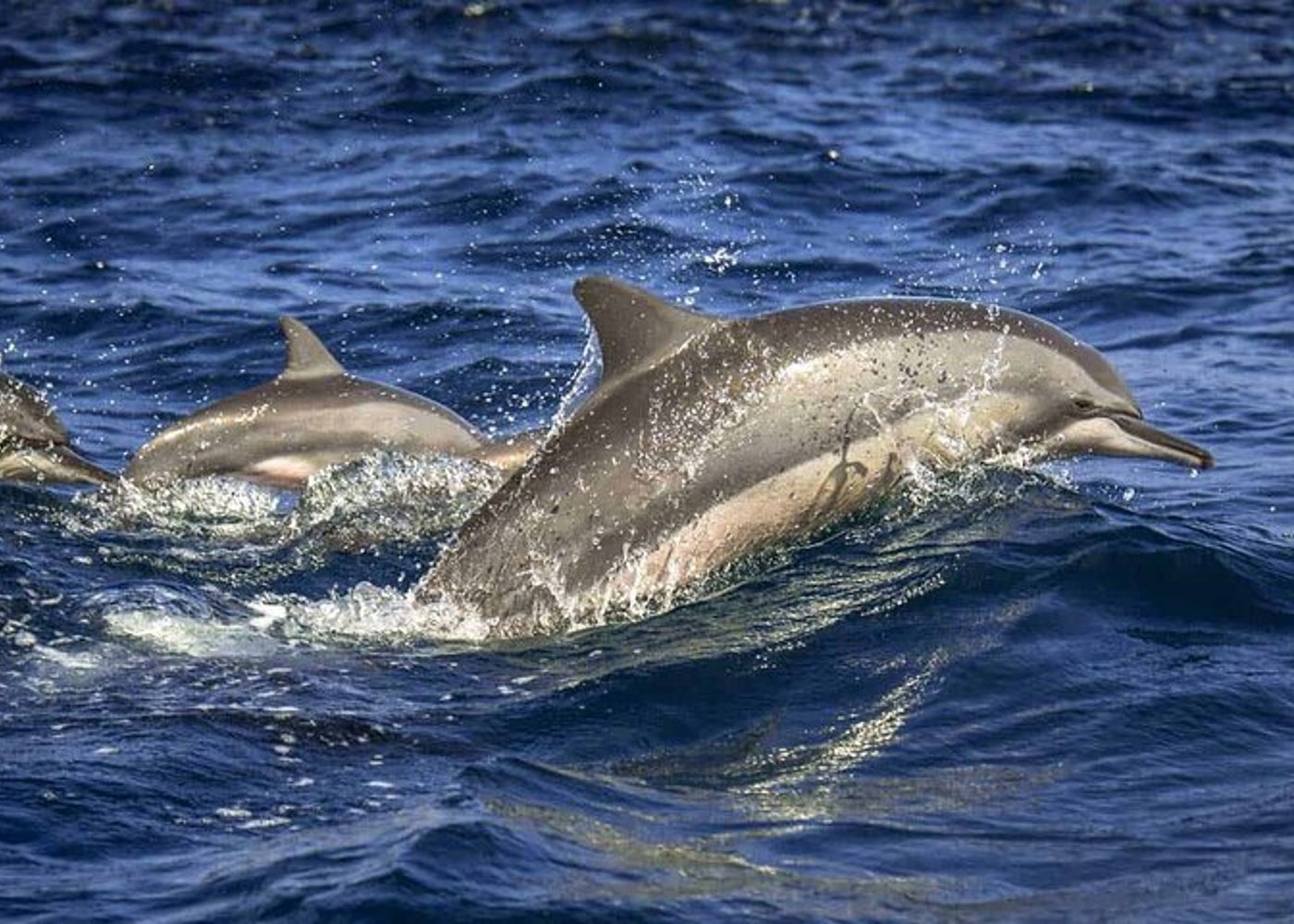 Dolphin Watching Experience in Trincomalee - 3