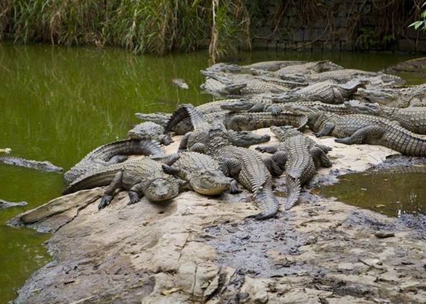 Dubai Crocodile Park, Dubai Mall Shopping, Burj Khalifa 124/125th floor and Musical Fountain Show tour with Private Transfers - 7
