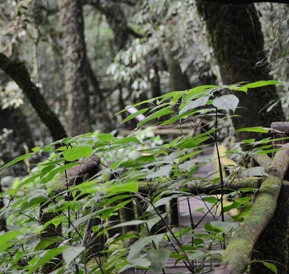 Mount Doi Inthanon Hiking & Bird Watching