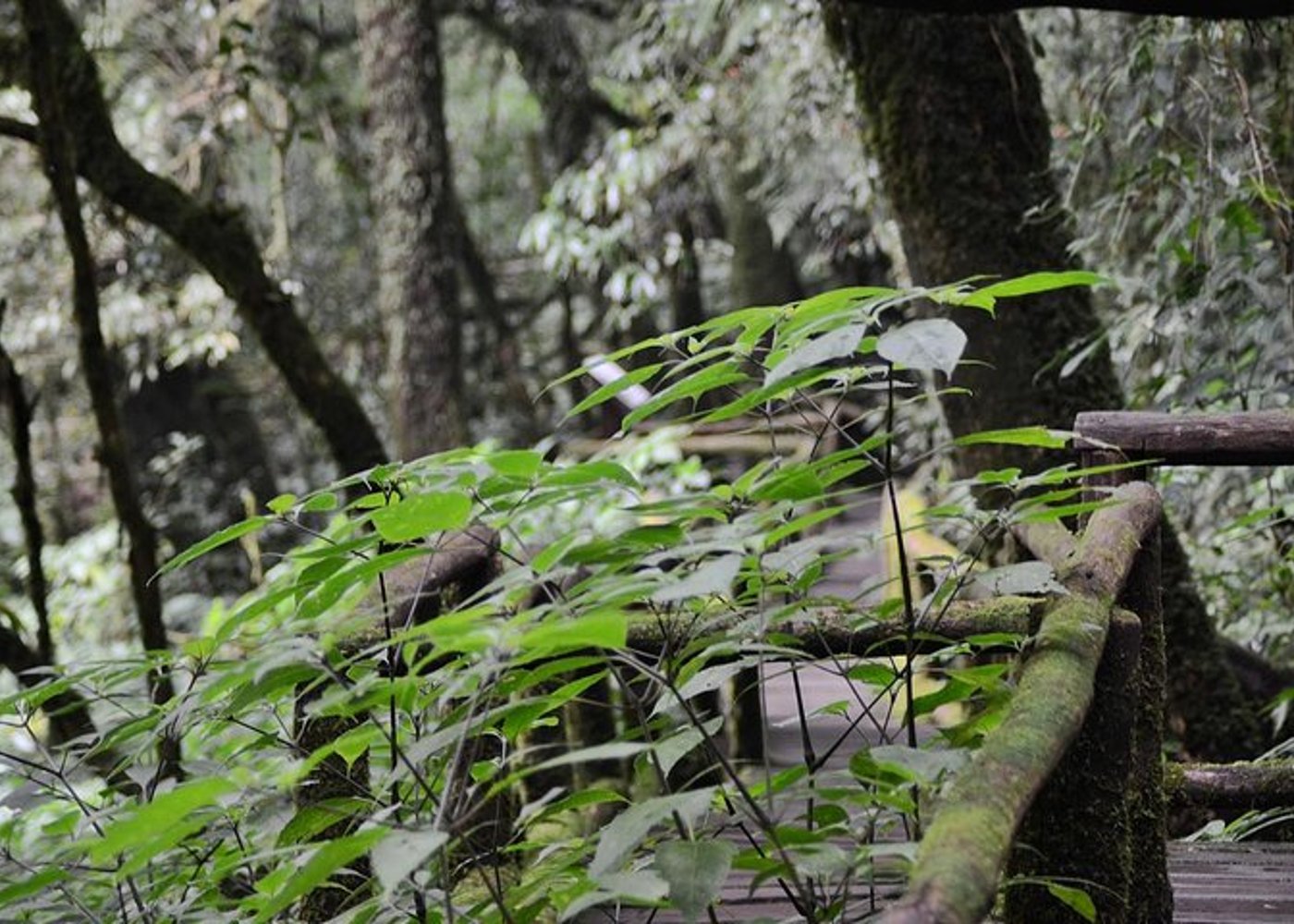 Mount Doi Inthanon Wandern & Vogelbeobachtung - 3