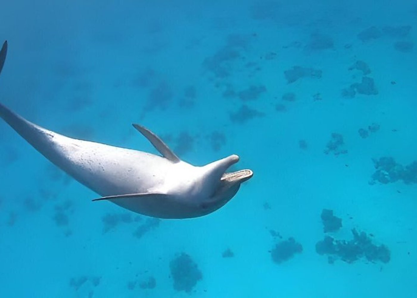 Premium VIP Dolphin House Przygoda ze snorkelingiem & Lunch - Hurghada - 10