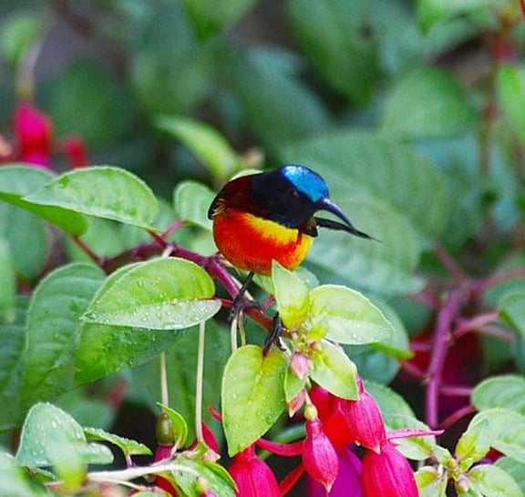 Bird Watching Doi Inthanon