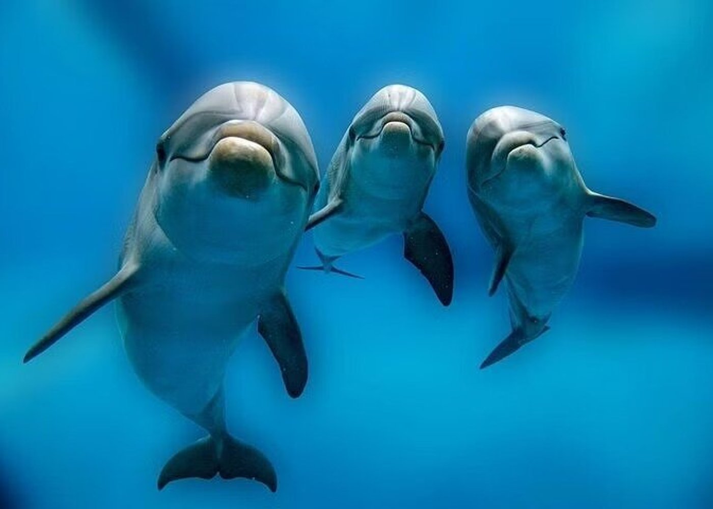 Premium VIP Dolphin House Przygoda ze snorkelingiem & Lunch - Hurghada - 11