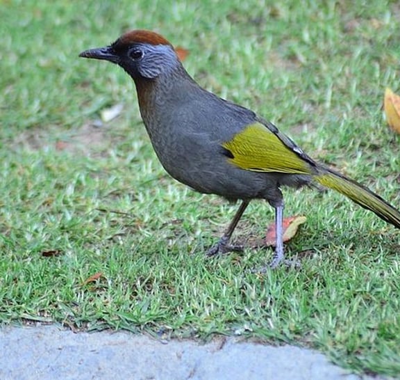 Bird Watching Doi Inthanon