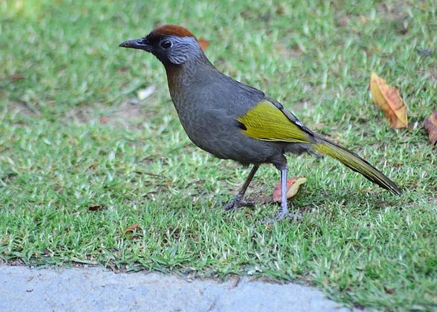 Vogelbeobachtung Doi Inthanon - 3