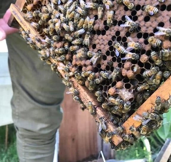 Half-day Ethnic Elephant Sanctuary and Bee Farm