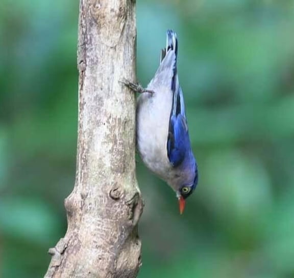 Birds Photograph Tour Doi Inthanon