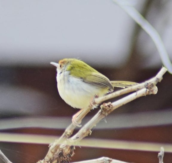 Bird Watching Doi Inthanon