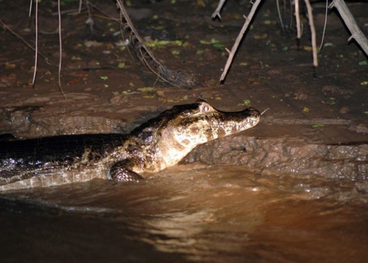 Piranha Fishing and Alligator (Cayman) Watching - 4