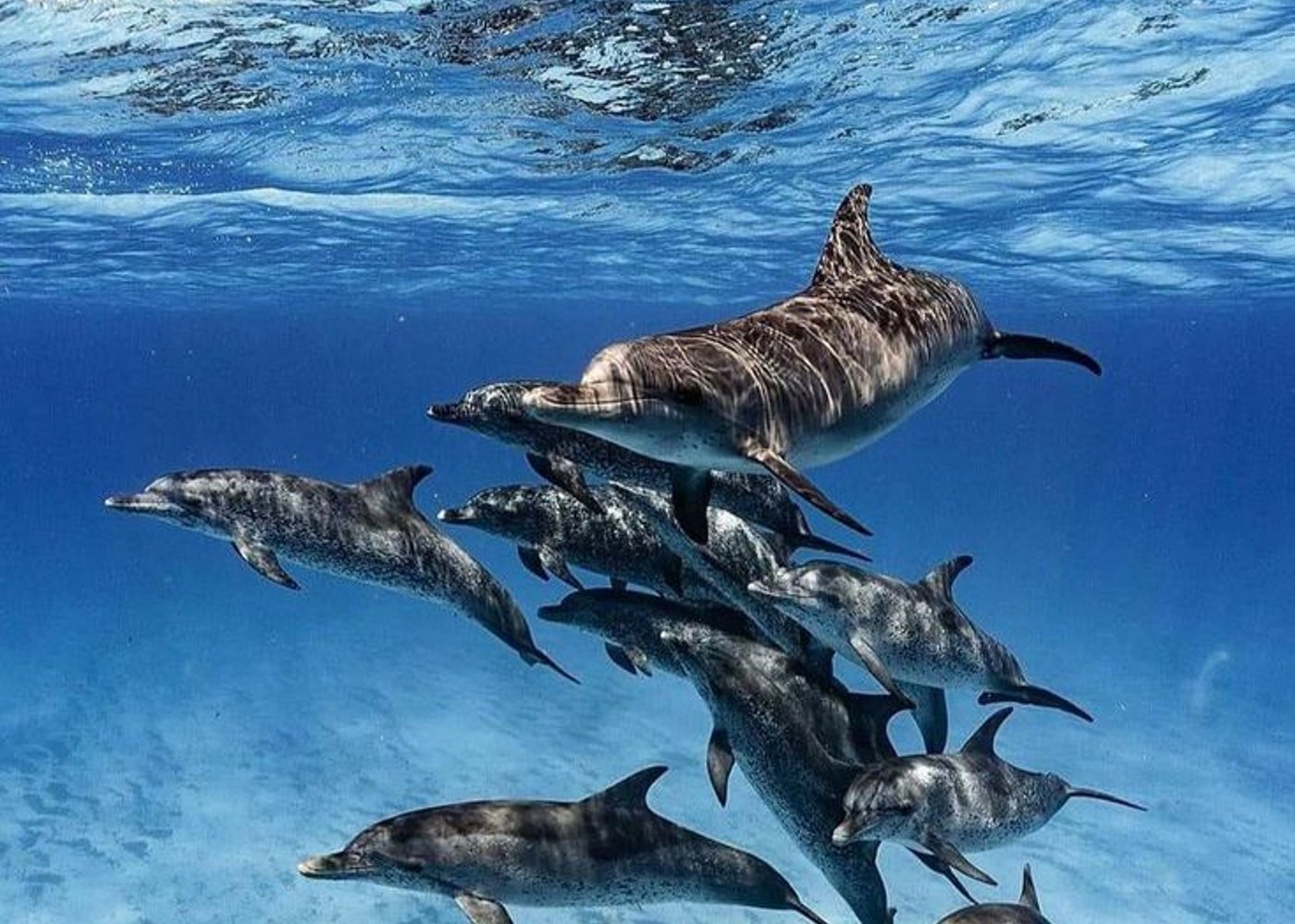 Premium VIP Dolphin House Przygoda ze snorkelingiem & Lunch - Hurghada - 8