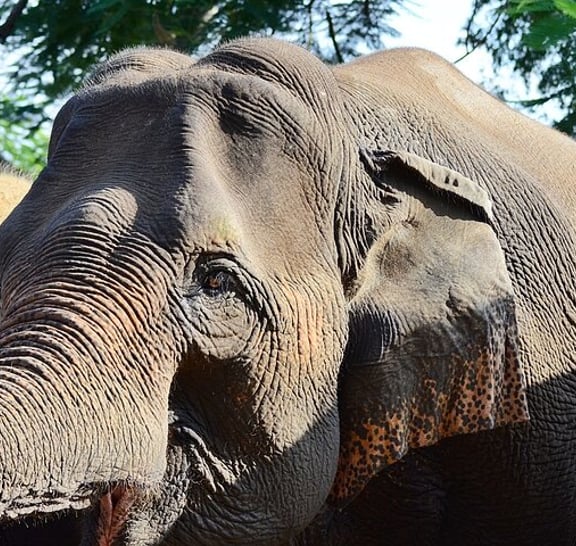 Half-day Ethnic Elephant Sanctuary and Bee Farm