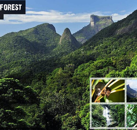 Tijuca's National Park - Eco Hiking Tour