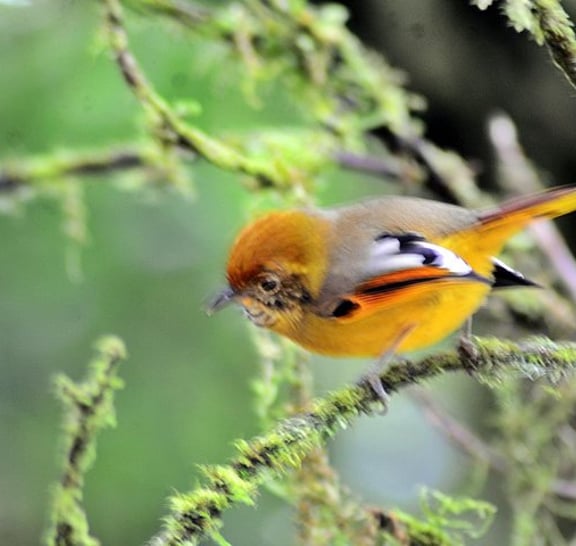 Mount Doi Inthanon Hiking & Bird Watching