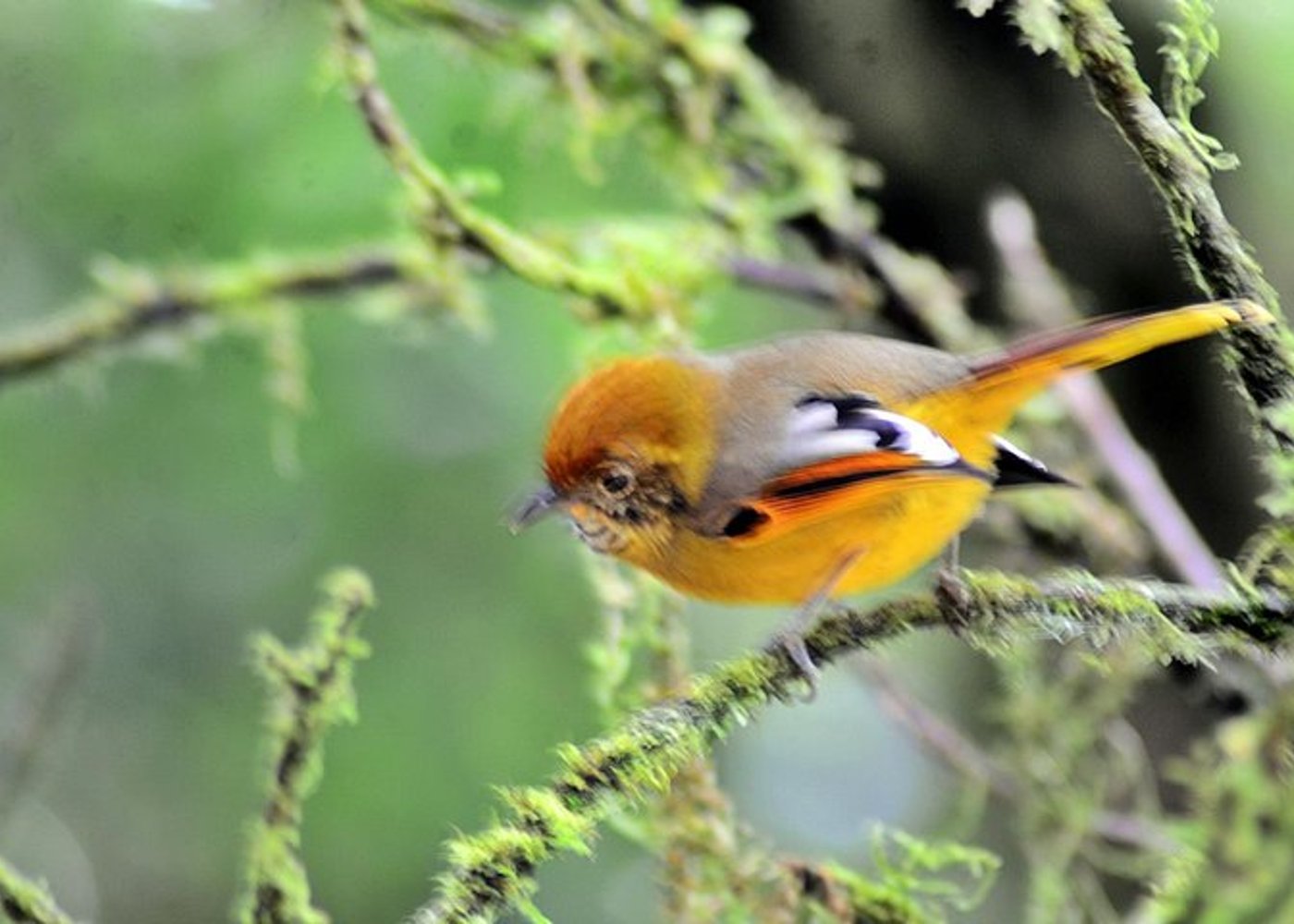 Mount Doi Inthanon Wandern & Vogelbeobachtung - 2