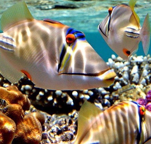 Snorkeling Trip to Utopia Island in Safaga from Luxor