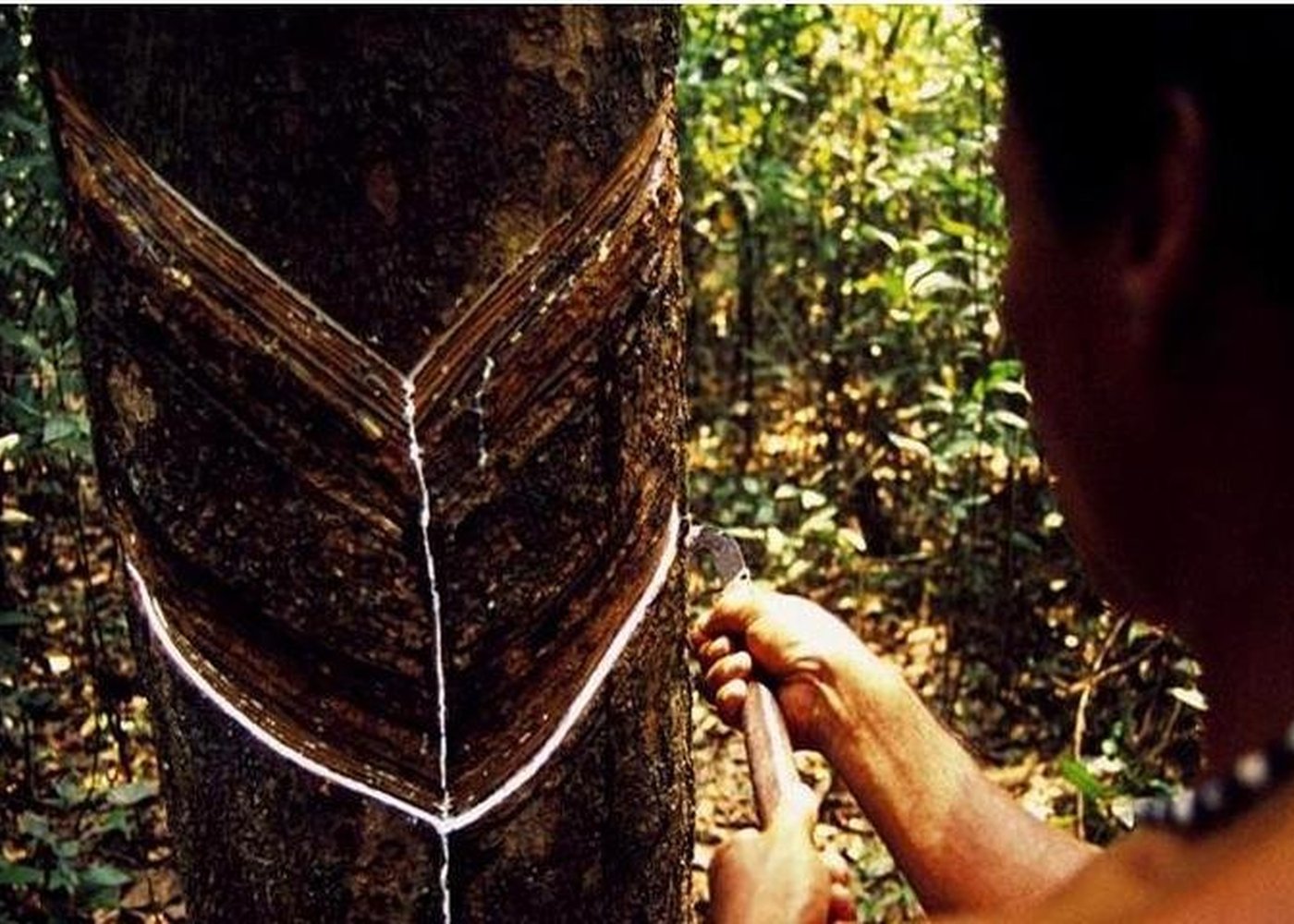 Rubber Plantation Museum Vila Paraiso - 6